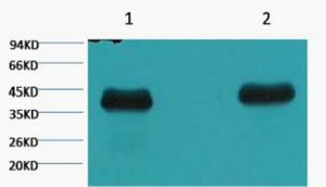 Anti-Plant actin Antibody (4N883)