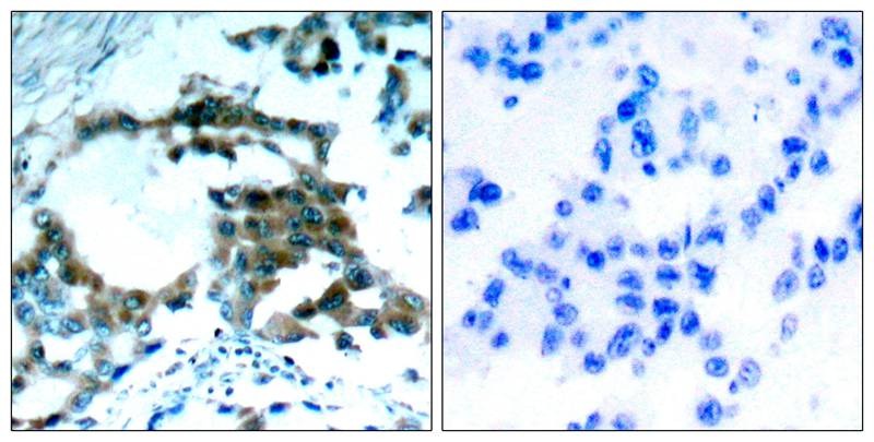 Anti-Phospho-PRKCQ (Ser695) Polyclonal Antibody