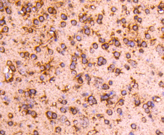 Anti-PP2A alpha/beta Antibody (6N831)
