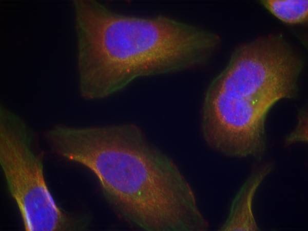 Anti-Phospho-PRKCQ (Ser676) Polyclonal Antibody