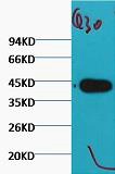 Anti-Plant actin Antibody (9X504)