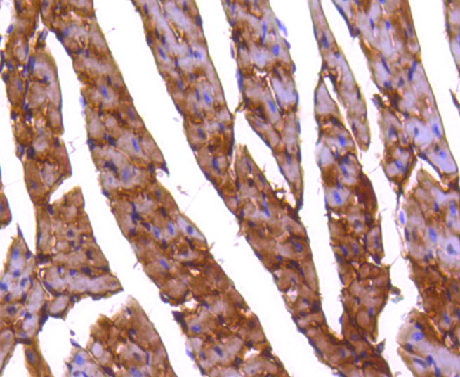 Anti-PP2A alpha/beta Antibody (6N831)