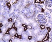 Anti-PPP1R1A Antibody (4O879)