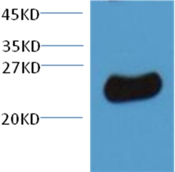 Anti-Plant GST Polyclonal Antibody