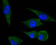 Anti-PPP1R1A Antibody (4O879)