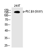 Anti-Phospho-PLC β3 (Ser537) Polyclonal Antibody