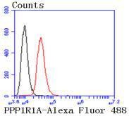 Anti-PPP1R1A Antibody (4O879)