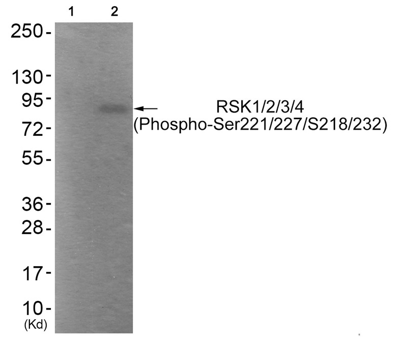 Anti-Phospho-RSK1/2/3/4 (Ser221/227/S218/232) Polyclonal Antibody