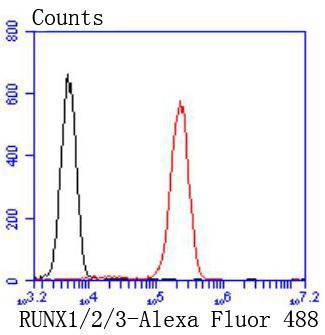 Anti-RUNX1/RUNX2/RUNX3/RUNX2/RUNX3 Antibody (4N296)