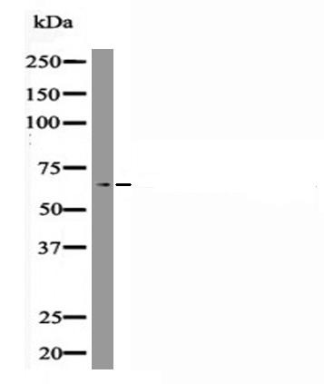 Anti-Phospho-RUNX2 (Ser28) Polyclonal Antibody