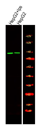 Anti-Phospho-RSK2 (Tyr529) Polyclonal Antibody