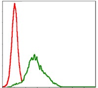 Anti-RSK2 Antibody (5C435)
