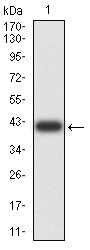 Anti-SEC31A Antibody (5Y312)