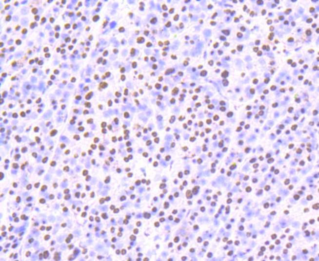 Anti-SFPQ Antibody (1W928)