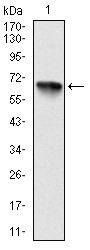 Anti-RSK2 Antibody (5C435)