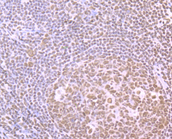 Anti-SFPQ Antibody (1W928)