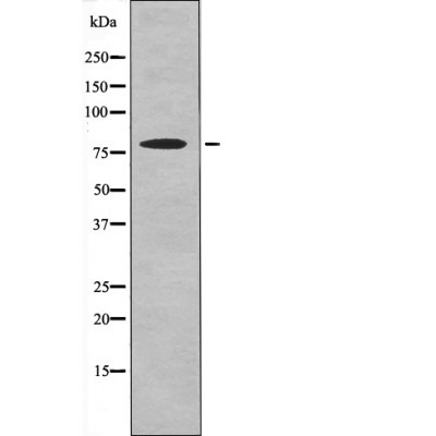 Anti-Phospho-RSK3 (Ser360) Polyclonal Antibody
