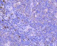Anti-RUNX2 Antibody (4W937)