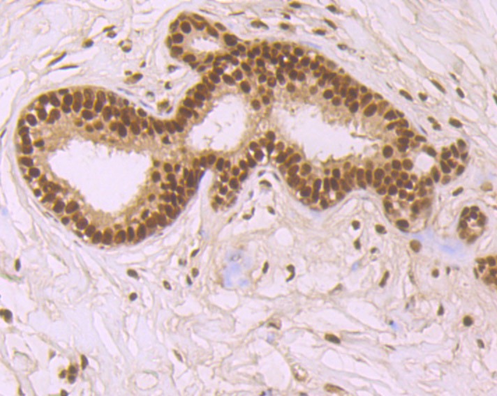 Anti-SRSF1 Antibody (4J752)
