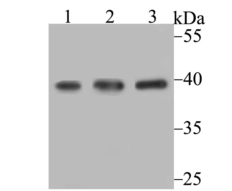 Anti-SAE1 Antibody (4G581)