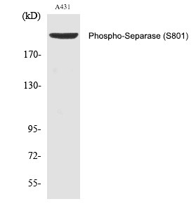 Anti-Phospho-Separase (Ser801) Polyclonal Antibody