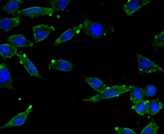 Anti-SCAI Antibody (9G836)