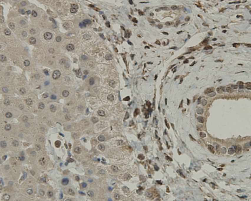 Anti-SCAI Antibody (9G836)