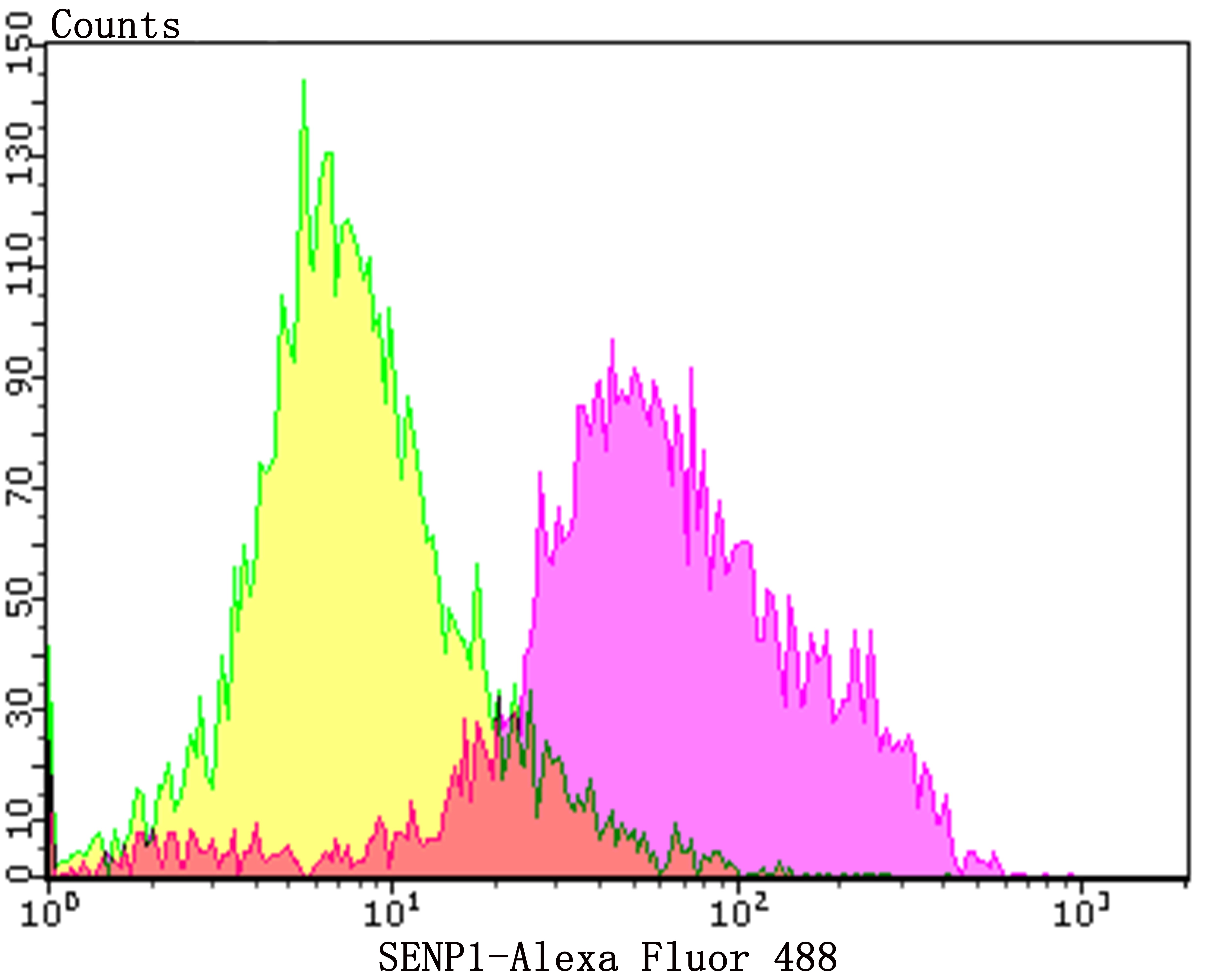 Anti-SENP1 Antibody (8Q886)