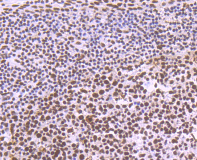 Anti-SF3B3 Antibody (4H951)