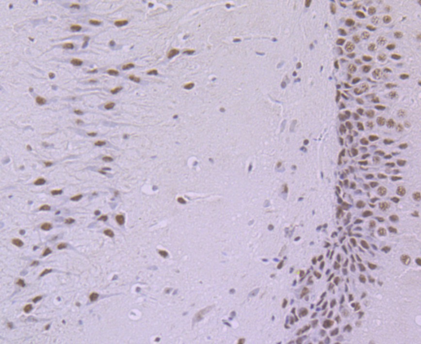 Anti-SF3B3 Antibody (4H951)