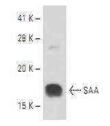 Anti-Serum Amyloid A (SAA) Antibody (7P934)