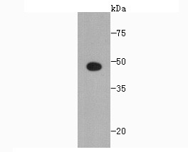 Anti-SCAI Antibody (9G836)