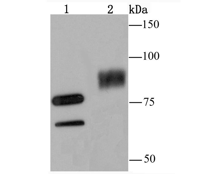 Anti-SAE2/UBA2 Antibody (3I40)