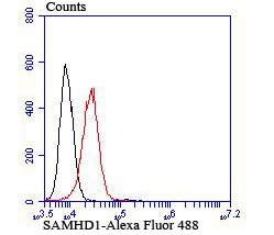 Anti-SAMHD1 Antibody (8T611)