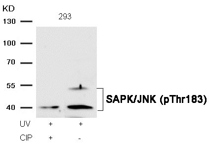 Anti-Phospho-JNK2 (Thr183) Polyclonal Antibody