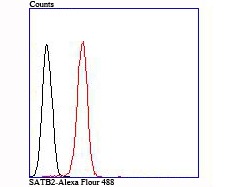 Anti-SATB2 Antibody (4X996)