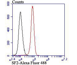Anti-SRSF1 Antibody (4J752)