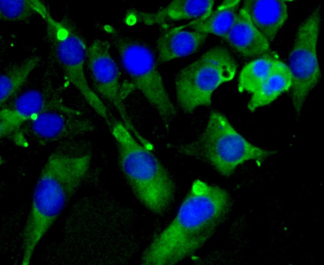 Anti-SCAI Antibody (9G836)