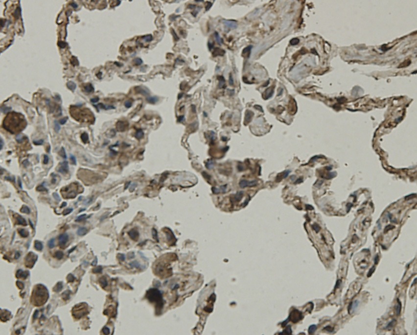 Anti-SCAI Antibody (9G836)