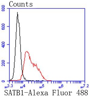 Anti-SATB1 Antibody (9Q281)