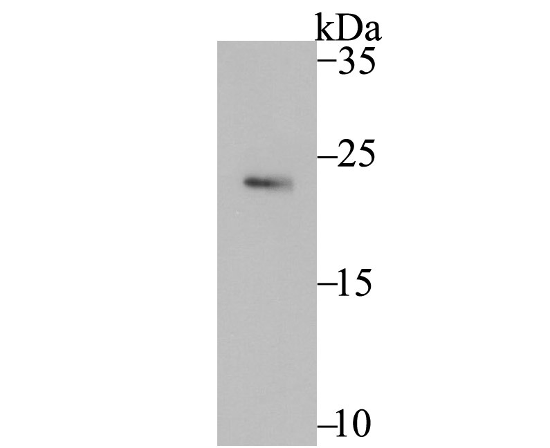 Anti-Securin Antibody (7P480)