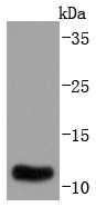 Anti-S100A10 Antibody (8Q369)