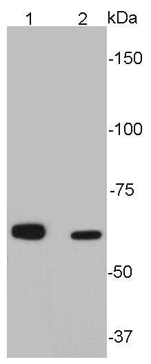 Anti-Sequestosome-1 Antibody (4X151)