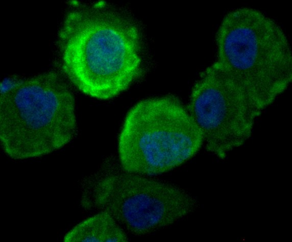 Anti-Securin Antibody (7P480)