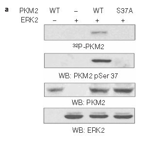 Anti-Phospho-PKM (Ser37) Polyclonal Antibody