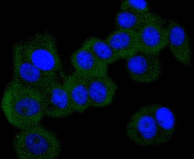 Anti-EIF2AK2 Antibody (3D60)