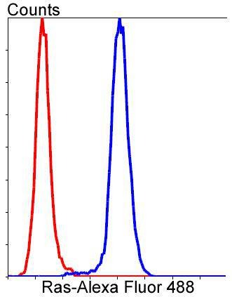 Anti-NRAS Antibody (8O77)