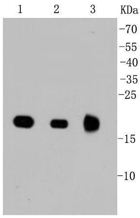 Anti-NRAS Antibody (8O77)