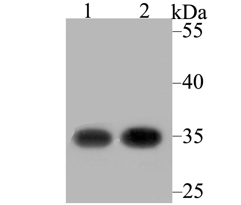 Anti-Rack1 Antibody (8C519)