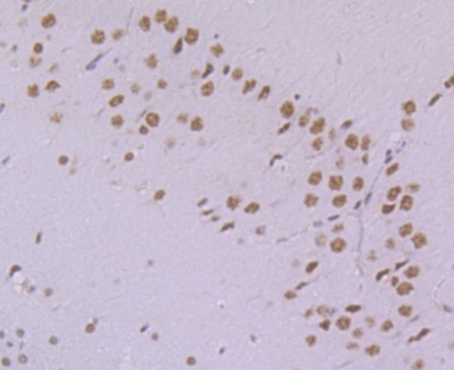 Anti-PRPF8 Antibody (4V102)